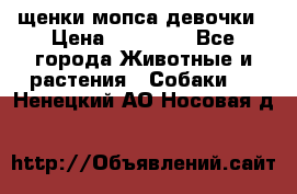 щенки мопса девочки › Цена ­ 25 000 - Все города Животные и растения » Собаки   . Ненецкий АО,Носовая д.